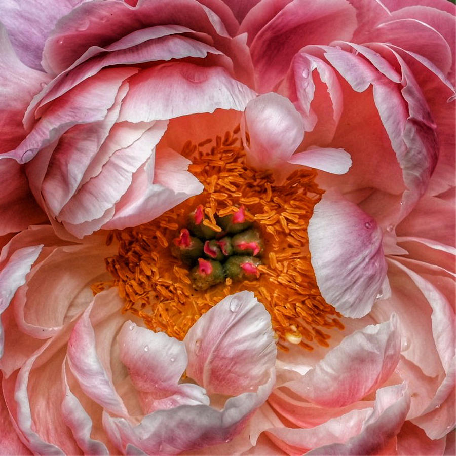 Chinese Peony Photograph by Bonnie Bruno