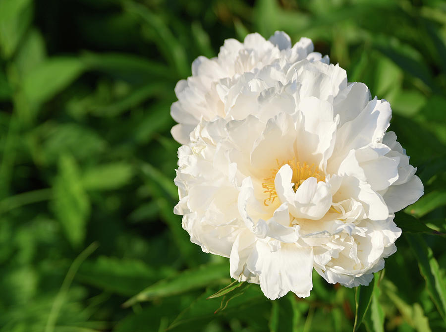 Chinese Peony Photograph by Rein Nomm