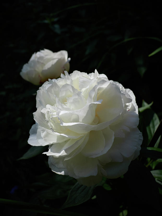 Chinese Peony 'Shirley Temple' 6 Photograph by Jouko Lehto - Fine Art ...