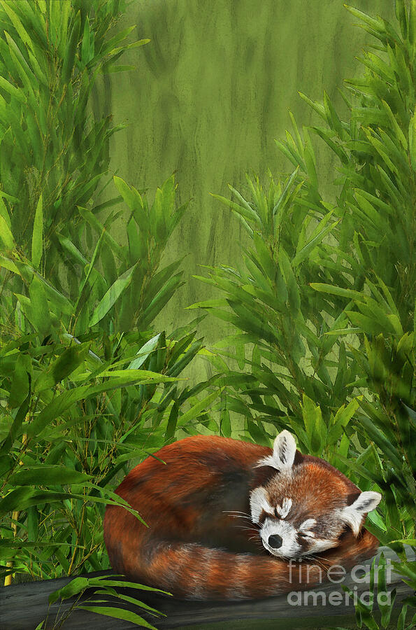 Chinese Red Panda, Ailurus Styani - Styans Kleiner Panda - Fine Art Print - Stock Illustration Painting