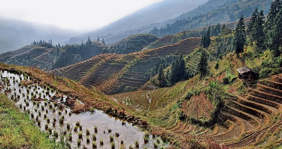 Chinese Rice Terraces Photograph by Alexandras Photography