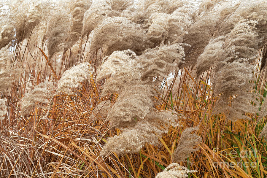 Chinese Silver Grass in Autumn Photograph by Tim Gainey