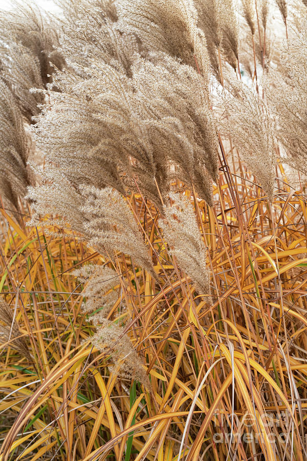 Chinese Silver Grass in the Autumn Photograph by Tim Gainey