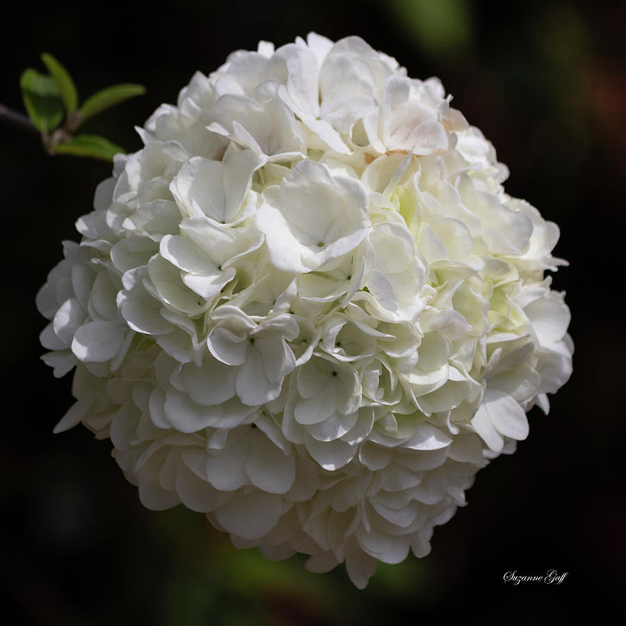 Chinese Snowball Viburnum Photograph by Suzanne Gaff