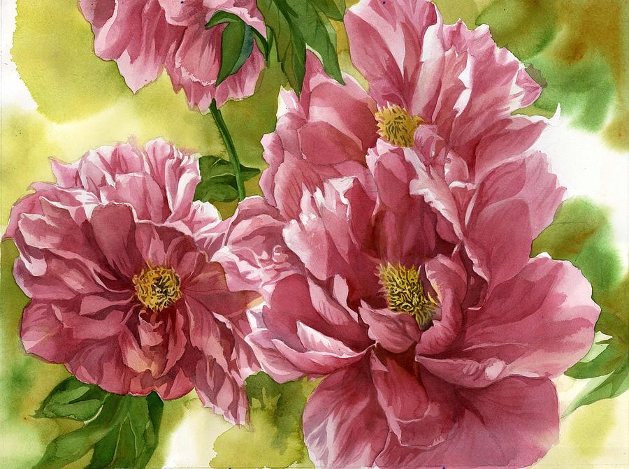 Chinese tree peony watercolor Painting by Alfred Ng
