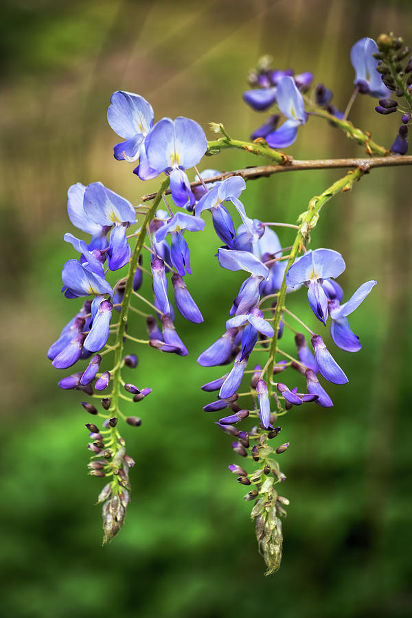 Chinese Wisteria Sinensis Blooming Flower Photograph by Artur Bogacki