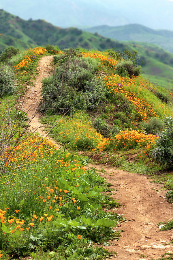 Chino Hills State Park 17 Photograph by The Ecotone - Fine Art America