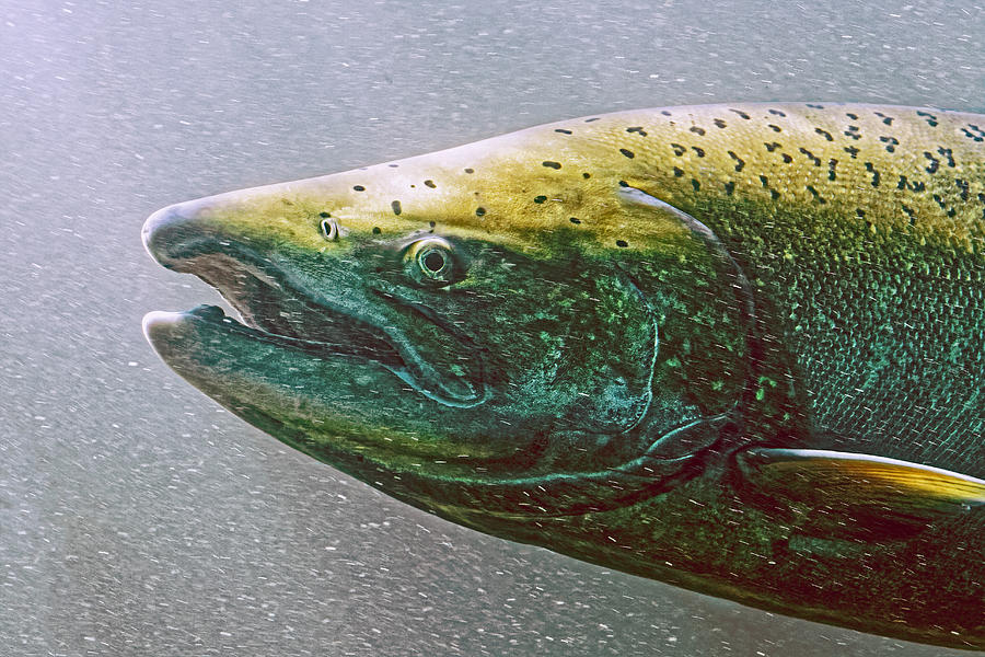 Chinook Profile - Salmon, Columbia River Oregon Photograph by KJ Swan