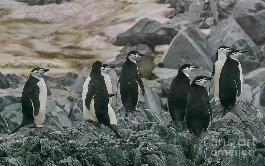 Chinstrap Penguin Photograph by Brian Kamprath