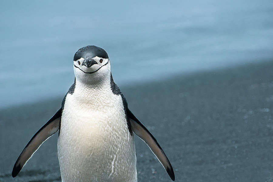 Chinstrap Penguin Greeting Photograph by Linda Villers