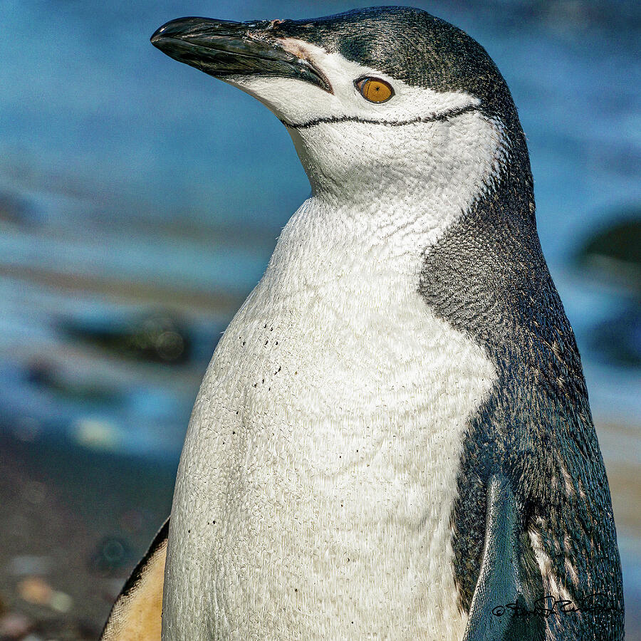 Chinstrap Penguin stands proudly on Aitcho Islands Photograph by Steven Dos Remedios
