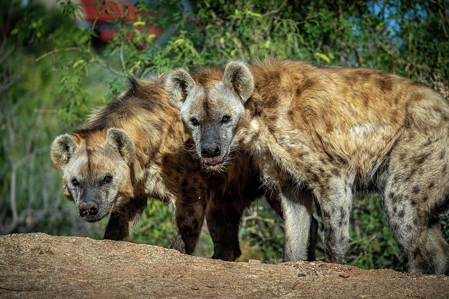 Spotted Hyenas Photograph by Al Judge