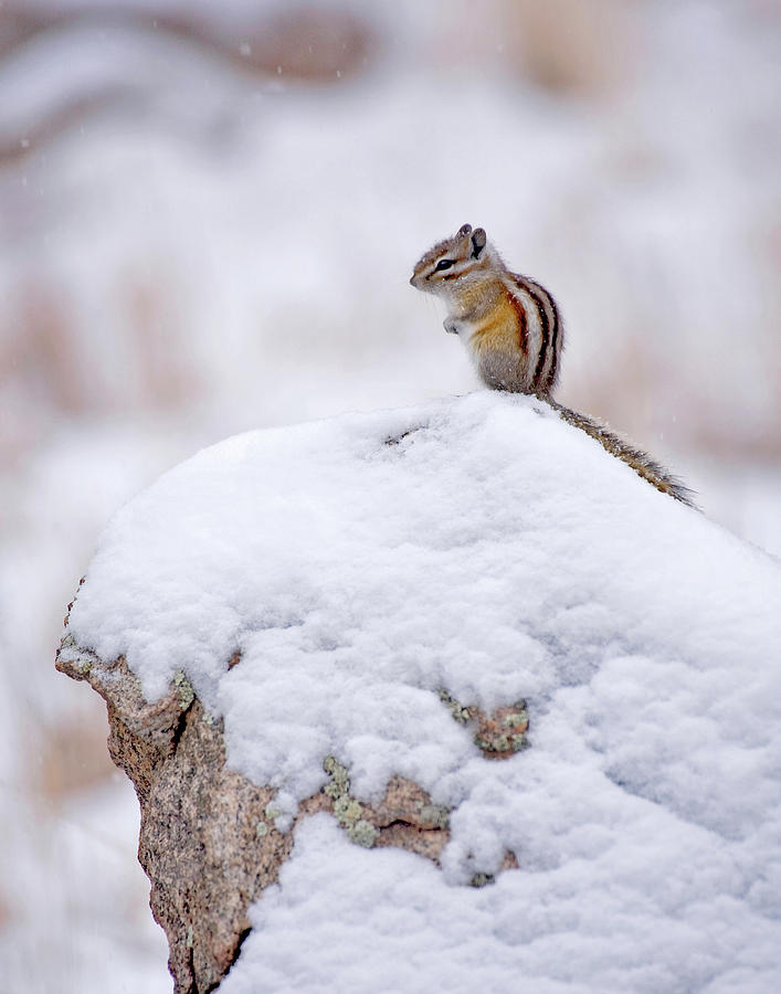 Chipmunk in Snow Photograph by George Erwin Turner - Fine Art America