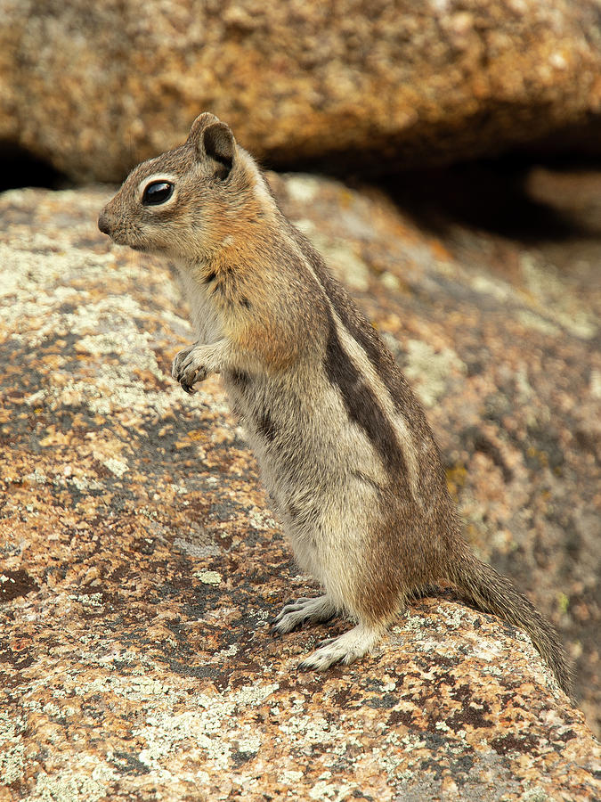Chipmunk Photograph by Aaron Spong
