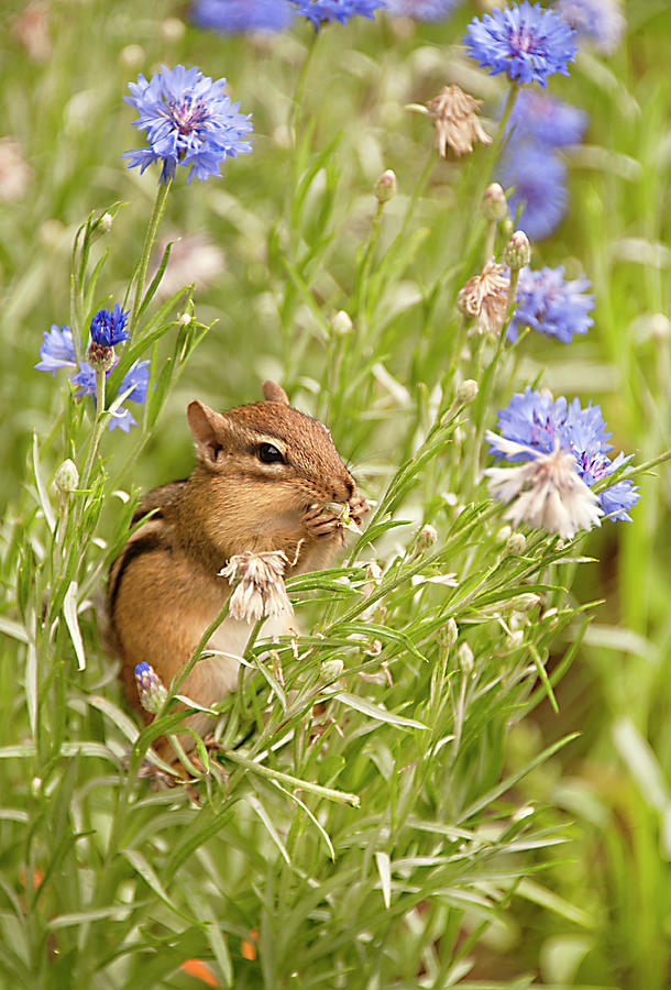 Chipmunk among the Flowers Photograph by Gordon Ripley