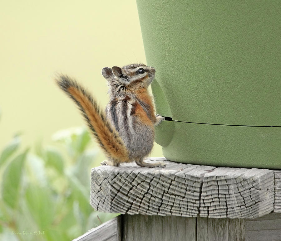 Chipmunk and the Flower Pot Photograph by Jennie Marie Schell