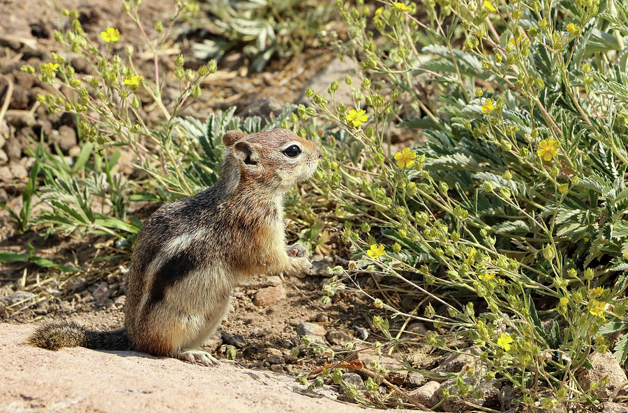 Chipmunk and wildflowers Photograph by Dawn Richards
