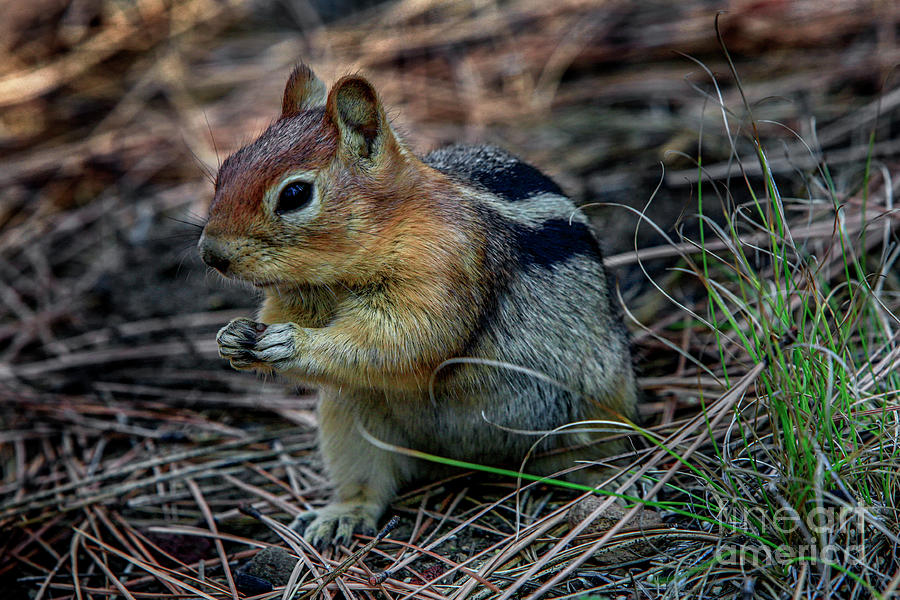 Chipmunk, Animal, Wildlife, Nature, Photograph by David Millenheft