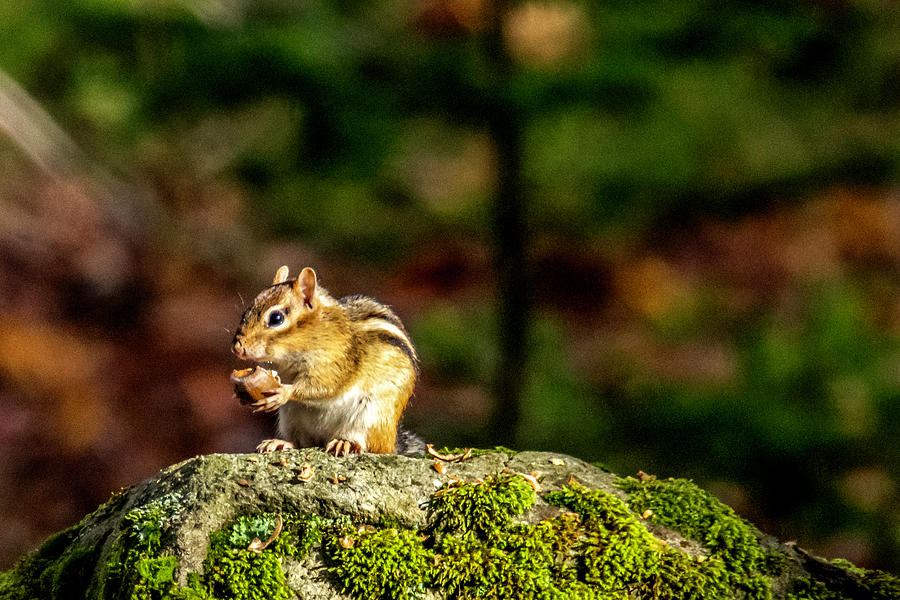 Hunters chipmunk cheeks фиалка фото