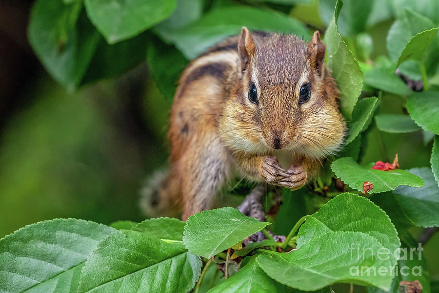 Hunters chipmunk cheeks фиалка фото