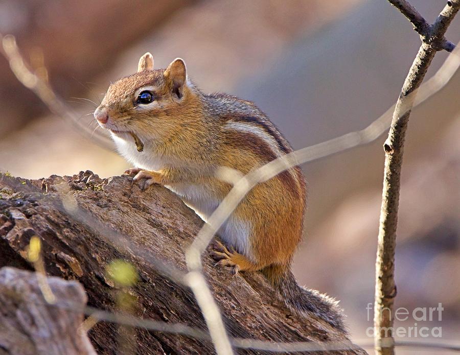 Chipmunk Chewing Photograph by Yvonne M Smith