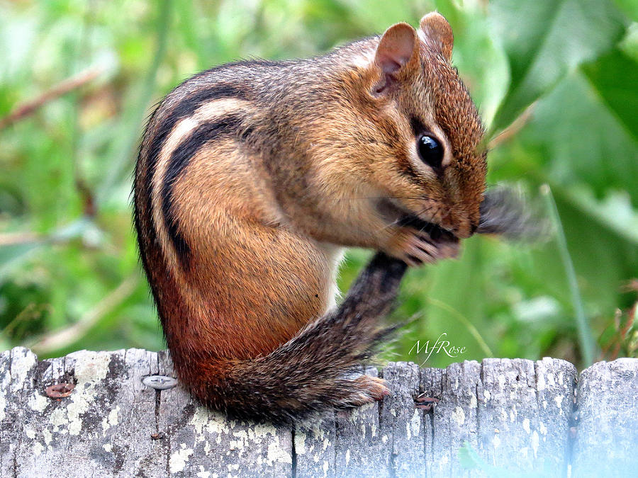 Chipmunk cleaning tail Photograph by Maureen Rose - Fine Art America