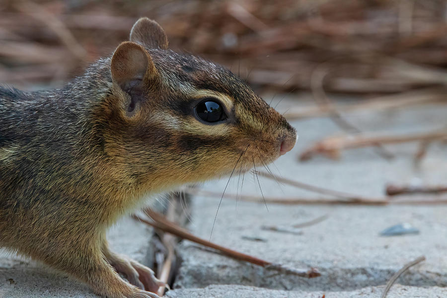 Chipmunk Close Up Photograph by Chad Meyer