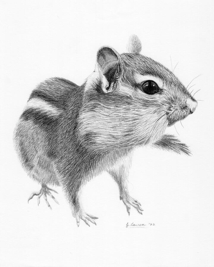 Chipmunk Drawing Drawing by Jessica Lauren - Fine Art America