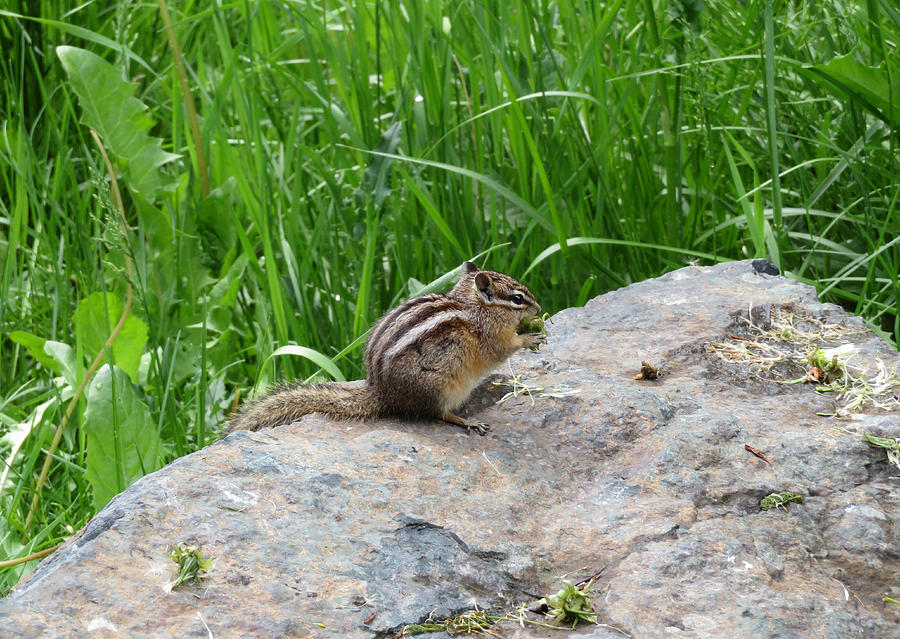 Chipmunk Eating on a Rock Photograph by Tiffany Sims - Fine Art America