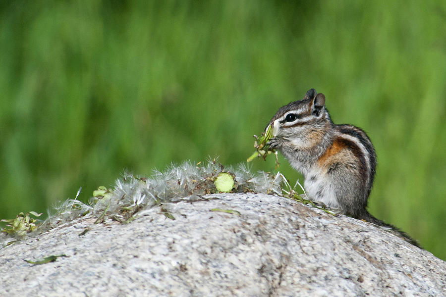 Chipmunk Eating Seeds  Photograph by Cascade Colors