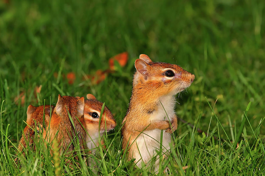 Chipmunk Family Photograph by John Bauer
