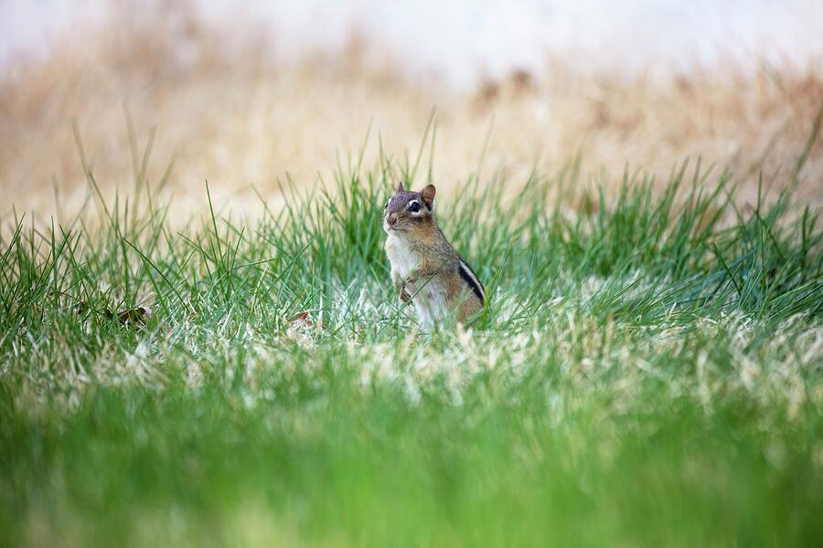 Wildlife Photograph - Chipmunk Guard by Unbridled Discoveries Photography LLC