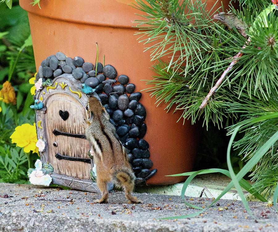 Chipmunk House Photograph by Susan Stone - Pixels