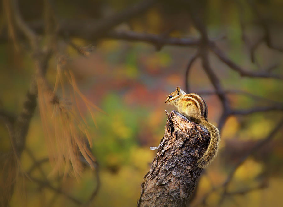 Chipmunk in Fall Woods Photograph by Carolyn Derstine