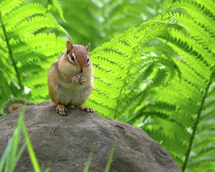 Chipmunk in the Ferns Photograph by Flinn Hackett