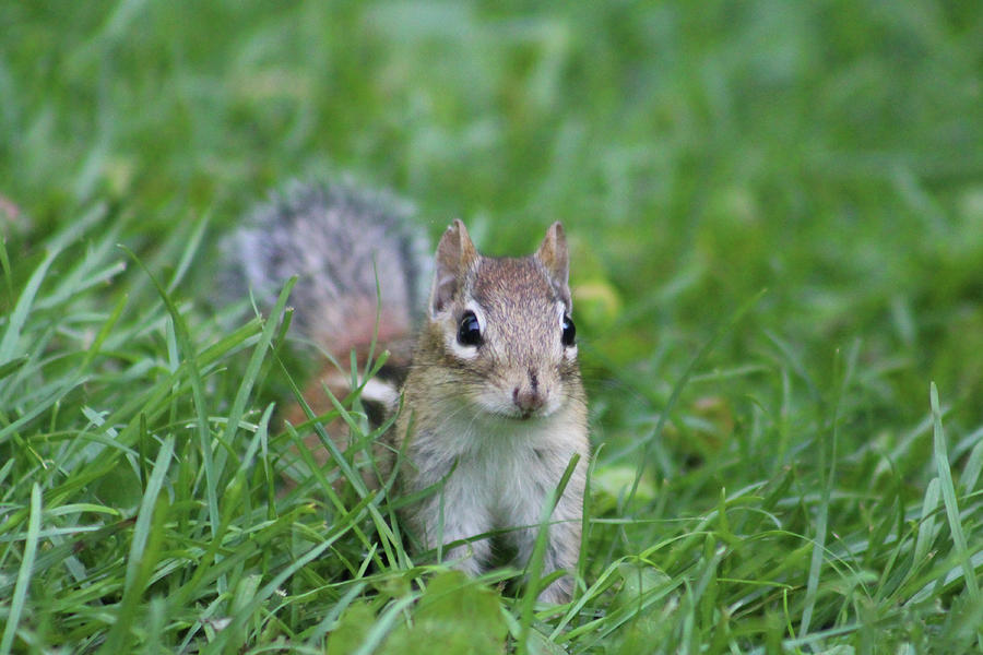 Chipmunk in the Grass Photograph by Deborah Mashibini-Prior - Fine Art ...