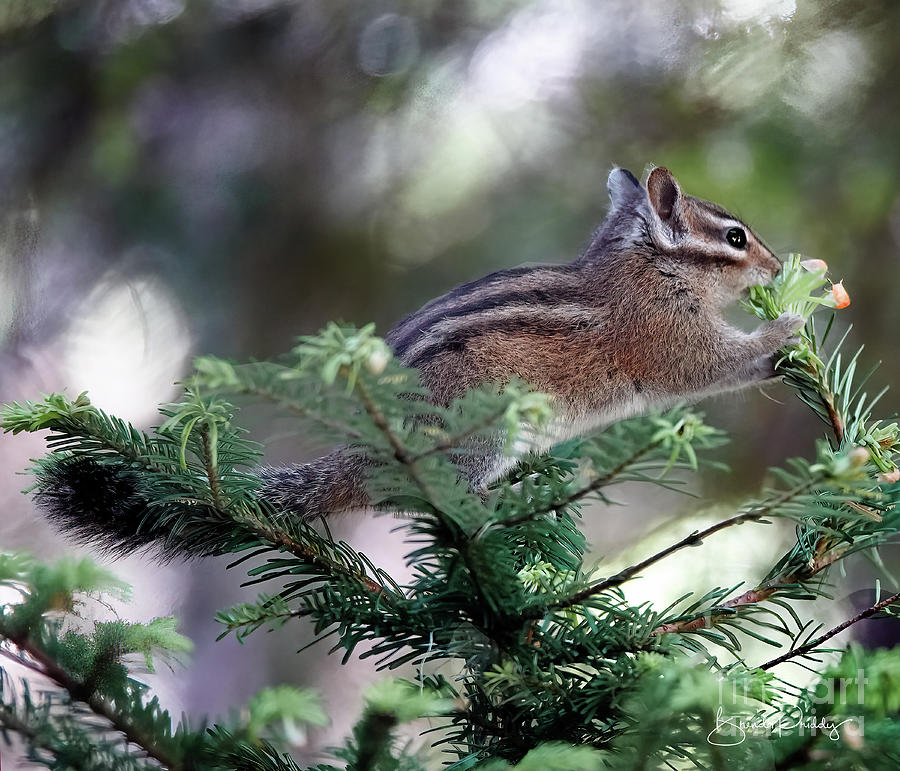 Chipmunk in the Pines - Version 1 Photograph by Brenda Priddy