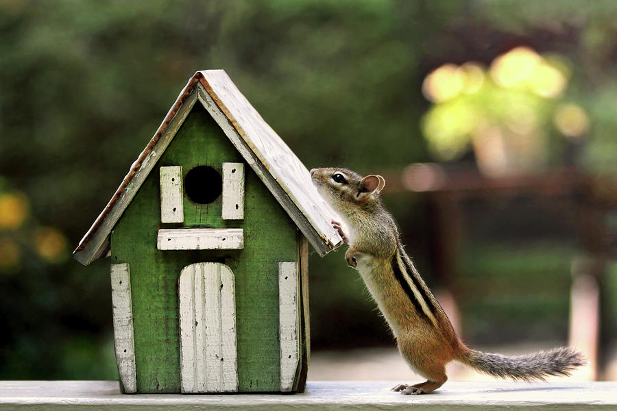 Chipmunk - Is Anybody Home Photograph by Peggy Collins