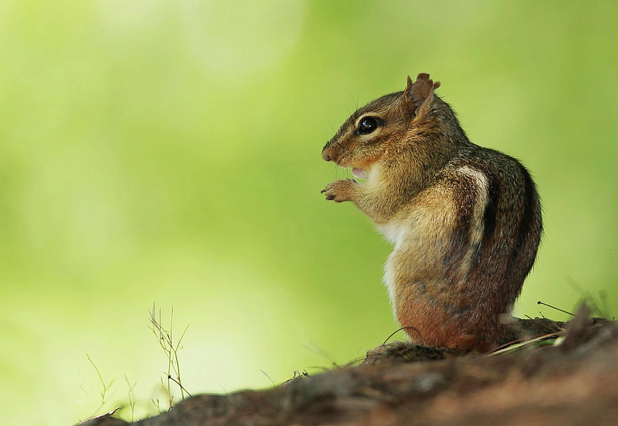 Animal Photograph - Chipmunk  by Lori A Cash