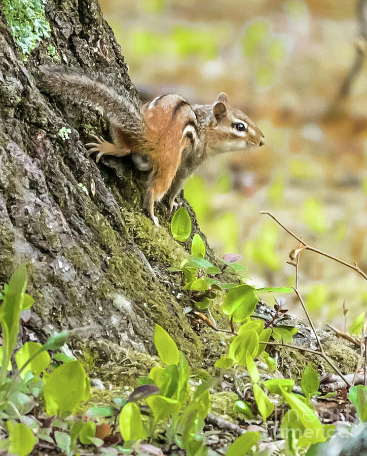 Chipmunk Photograph by Marie Fortin