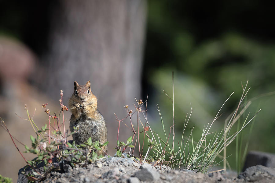 Chipmunk Photograph by Mike Fusaro
