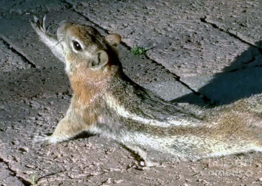 Chipmunk Morning Stretching at Bryce Canyon National Park Photograph by David Oppenheimer