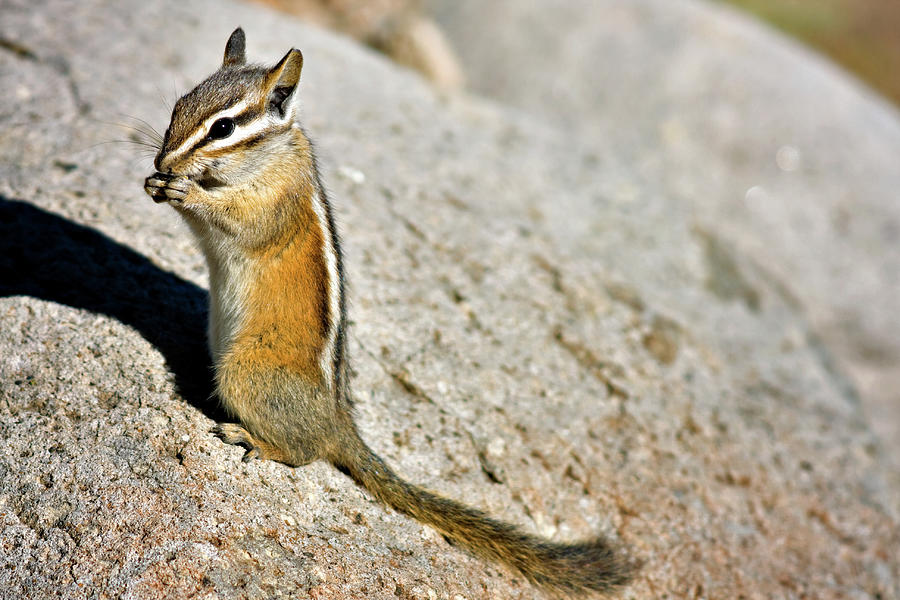 Chipmunk Munch Photograph by Lana Trussell