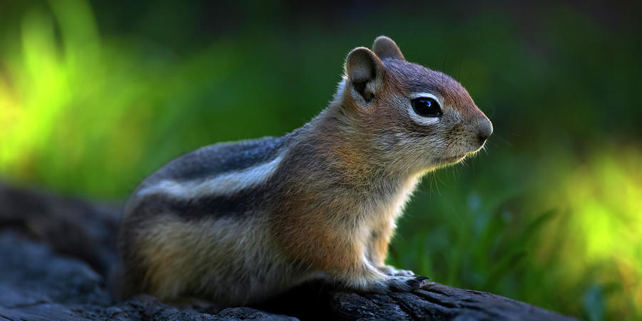 Chipmunk New Mexico Photograph by Gary Langley