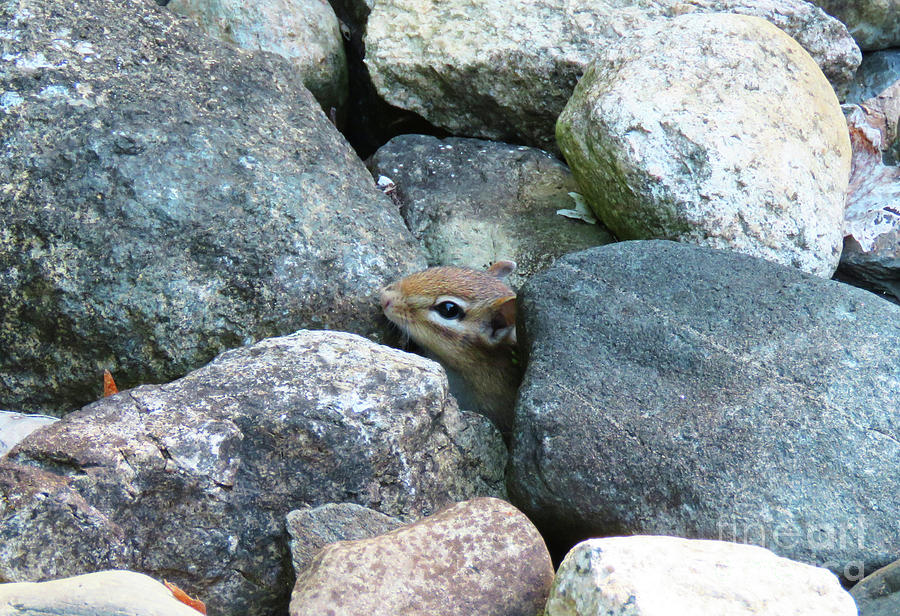 Chipmunk Playing Peek a Boo in Stone Wall. The Victory Garden Collection. Photograph by Amy E Fraser