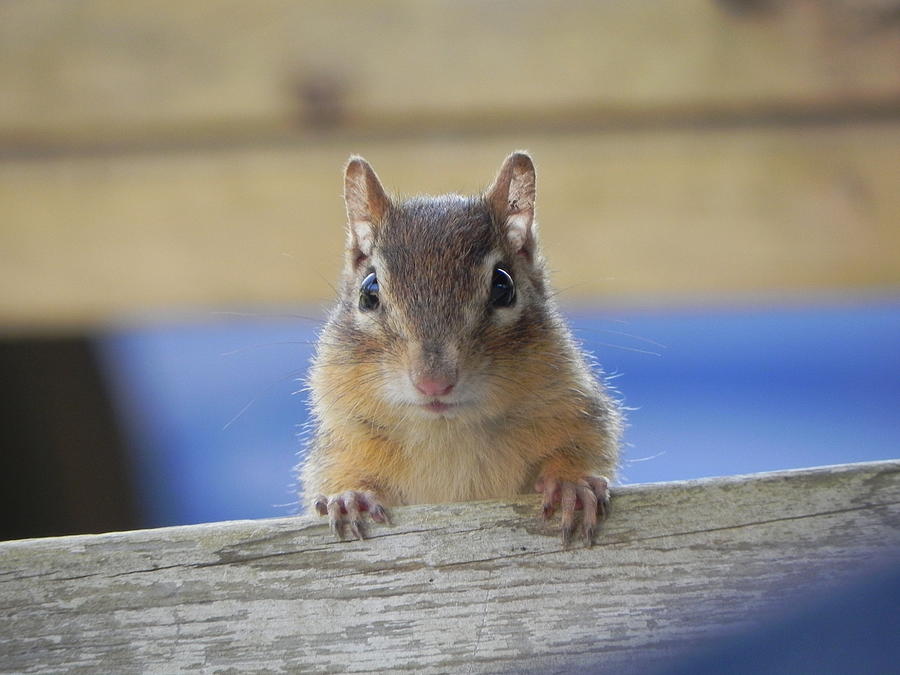 Chipmunk Pose DSCN0385 Photograph by Martha Medford - Fine Art America