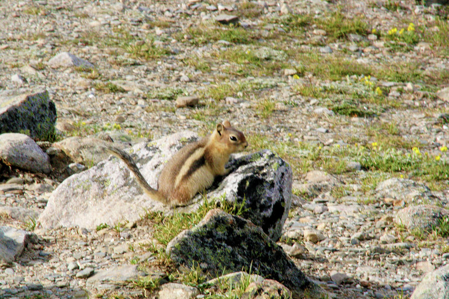 Chipmunk Rising on Pride Rock Photograph by Mary Mikawoz