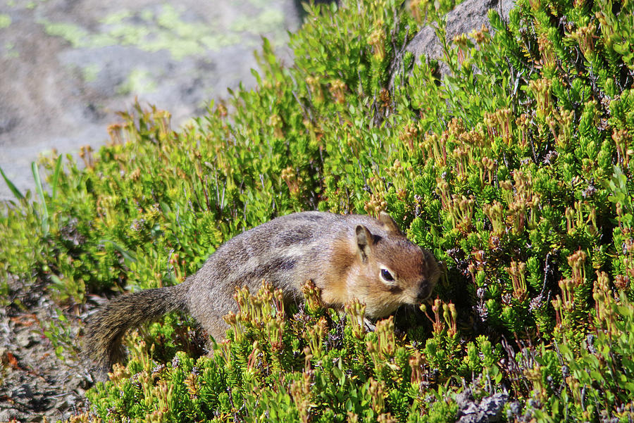 Chipmunk Soring Through The Ground Cover Photograph