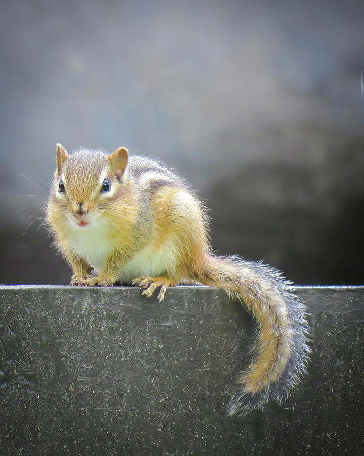 Chipmunk Tail Photograph by Patti Deters - Fine Art America