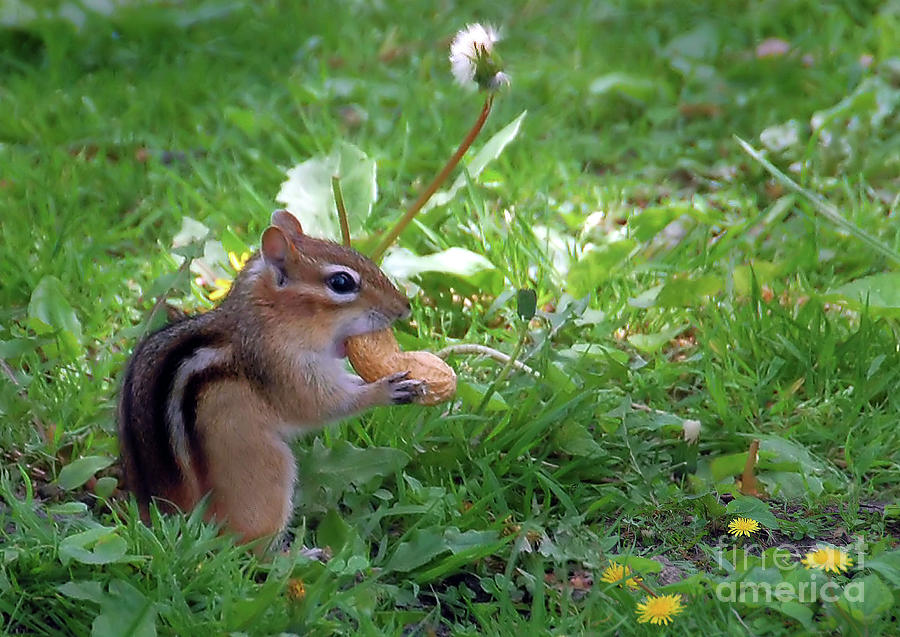 Chipmunk with Peanut Photograph by Elaine Manley
